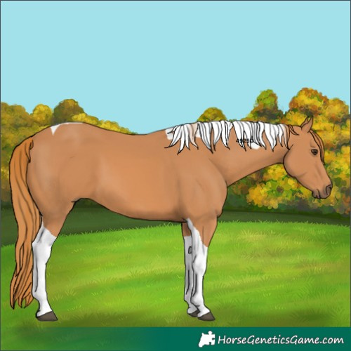 Horse Color:Chestnut Tobiano