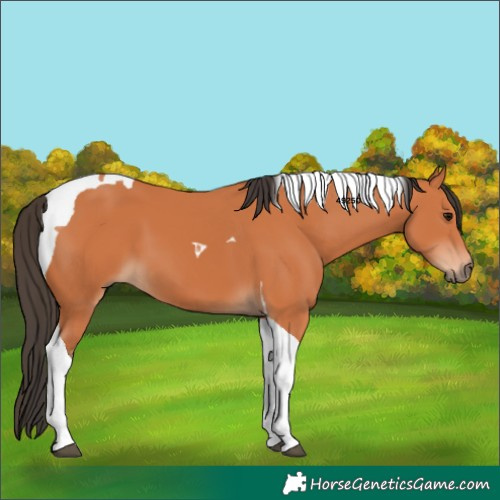 Horse Color:Bay Tobiano