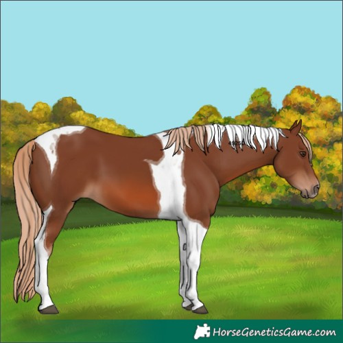 Horse Color:Chestnut Tobiano