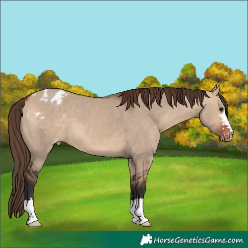 Horse Color:Bay Dun Appaloosa 