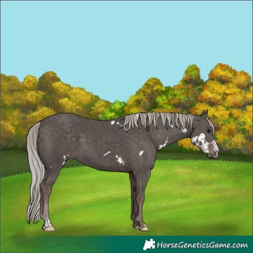 Horse Color:White Spotted Silver Black Sabino 