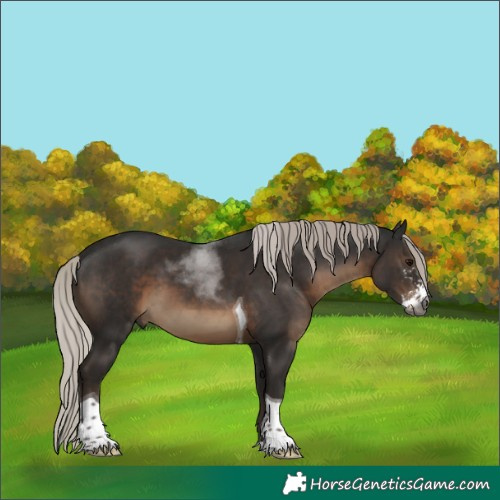 Horse Color:Gray Silver Black Sabino Tobiano Rabicano 