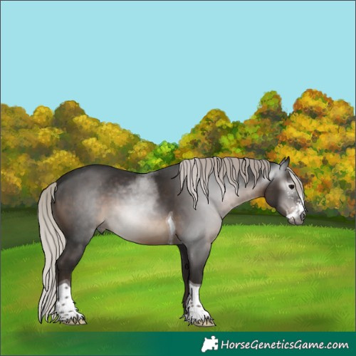 Horse Color:Gray Silver Black Sabino Tobiano Rabicano 