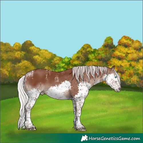 Horse Color:Powder White Silver Black Splash 