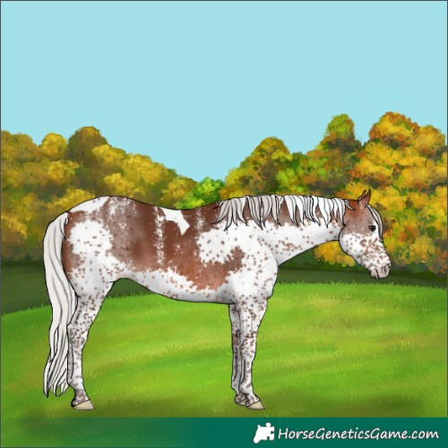 Horse Color:Powder White Silver Brown Splash Tobiano