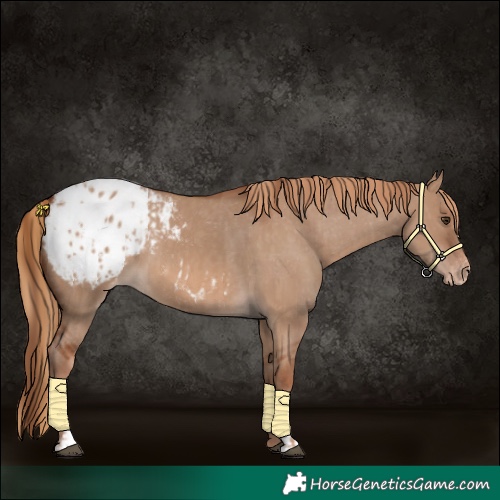 Horse Color:Red Dun Appaloosa  and Red Dun Appaloosa 