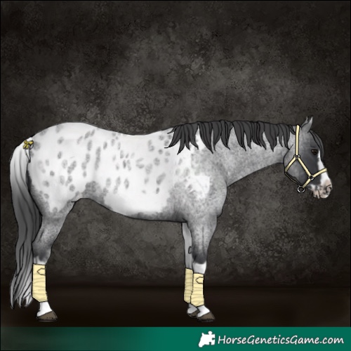 Horse Color:White Spotted Blue Roan Splash Frame Appaloosa
