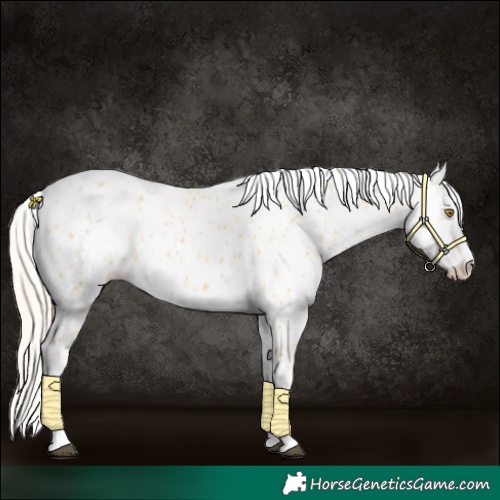 Horse Color:Palomino Appaloosa  and Palomino Appaloosa 