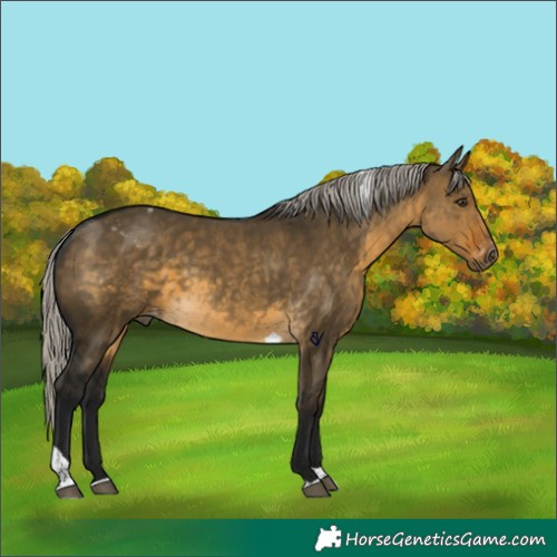 Horse Color:Gray Silver Buckskin Dun Tobiano Appaloosa Rabicano 