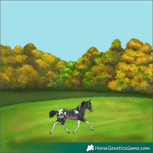 Horse Color:Powder White Black Tobiano Appaloosa