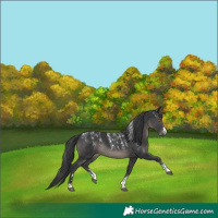 Horse Color:Powder White Black