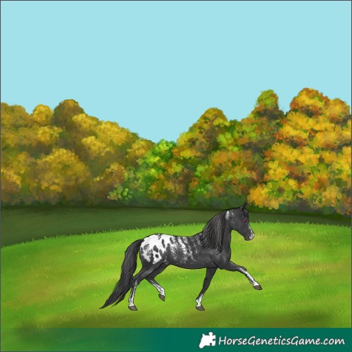 Horse Color:Powder White Black Appaloosa