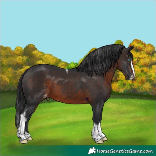 Horse Color:Brown Splash Tobiano Skewed Appaloosa 