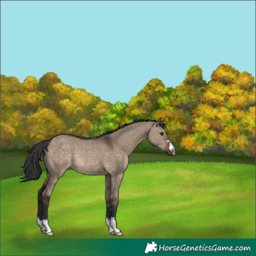 Horse Color:Brown Dun Rabicano 