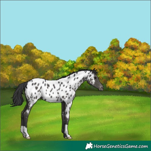 Horse Color:Black Appaloosa 