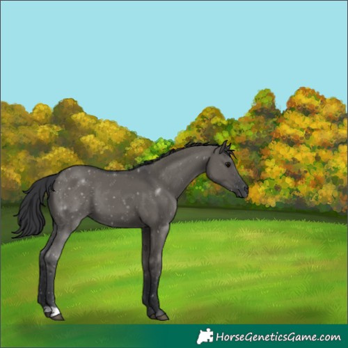 Horse Color:Grullo