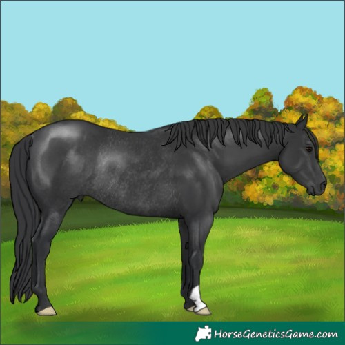 Horse Color:Black Rabicano