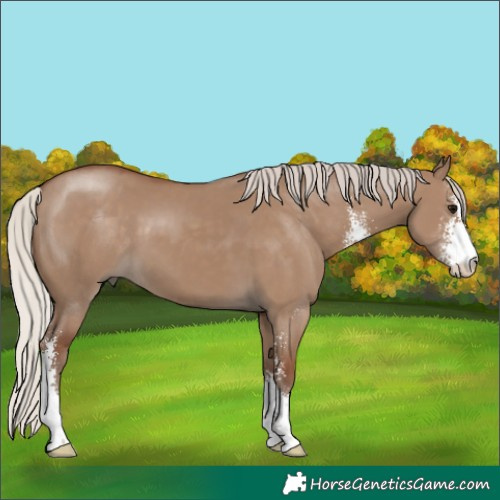 Horse Color:Silver Grullo Sabino 
