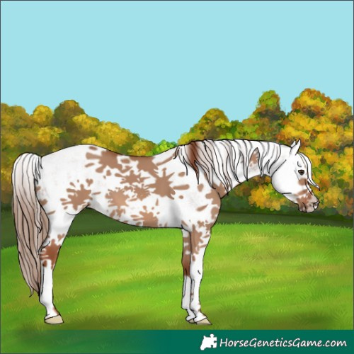 Horse Color:White Spotted Red Dun Splash 