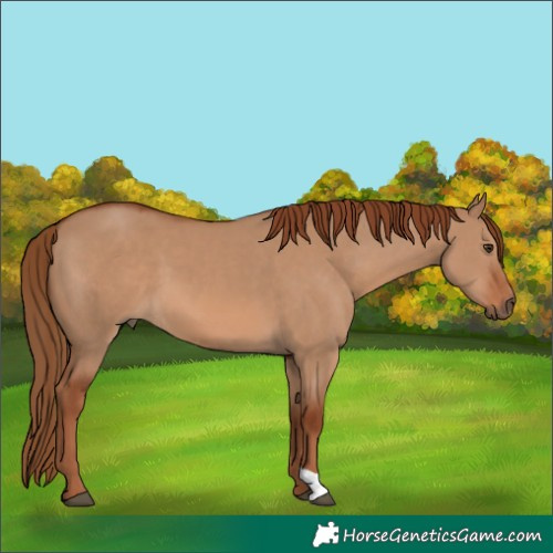 Horse Color:Red Dun 