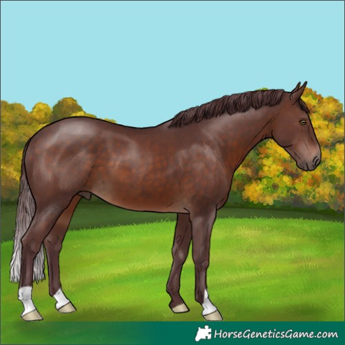 Horse Color:Chocolate Brown 
