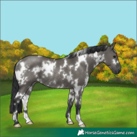 Horse Color:White Spotted Grullo Rabicano 