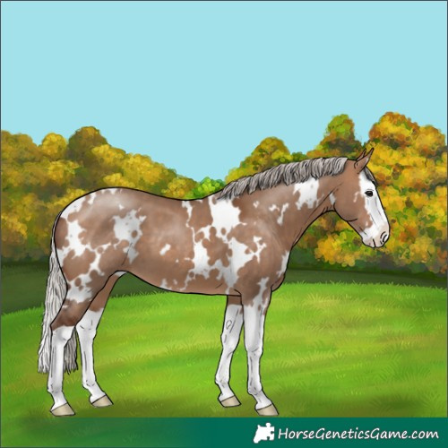 Horse Color:White Spotted Silver Brown Dun Splash 