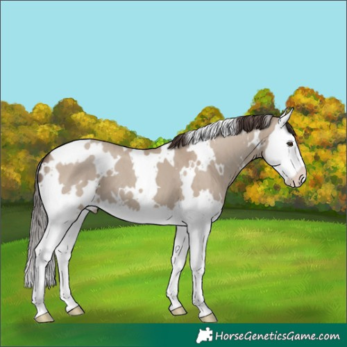 Horse Color:White Spotted Classic Champagne Dun Splash Brindle 