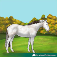 Horse Color:White Spotted Classic Champagne Roan Dun Splash Rabicano 
