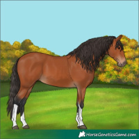 Horse Color:Bay Tobiano