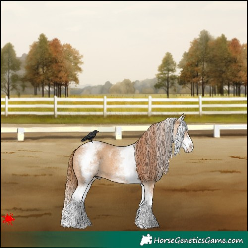 Horse Color:White Spotted Red Dun Splash 