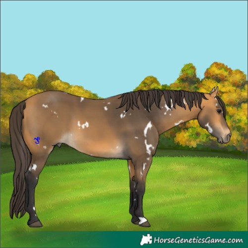 Horse Color:White Spotted Buckskin 