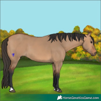Horse Color:Bay Dun 
