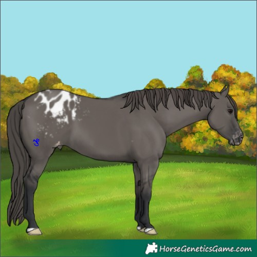Horse Color:Grullo Appaloosa 