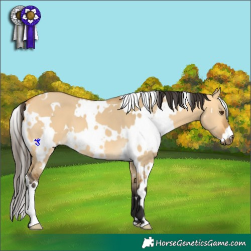 Horse Color:White Spotted Buckskin Dun 