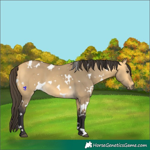 Horse Color:White Spotted Buckskin Dun 