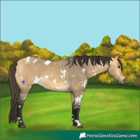 Horse Color:White Spotted Buckskin Dun