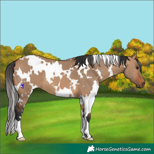 Horse Color:White Spotted Bay Dun 