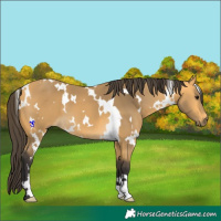 Horse Color:White Spotted Buckskin 