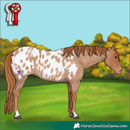 Horse Color:Red Roan Appaloosa 