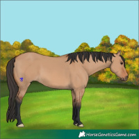 Horse Color:Bay Dun