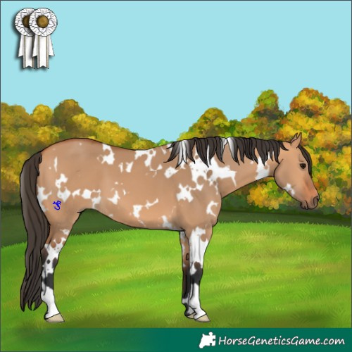 Horse Color:White Spotted Bay Dun 
