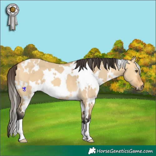 Horse Color:White Spotted Buckskin Dun 