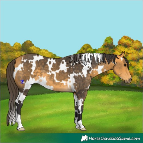Horse Color:White Spotted Buckskin 