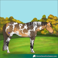 Horse Color:White Spotted Buckskin