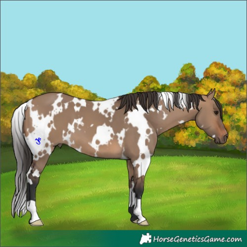 Horse Color:White Spotted Brown Dun 