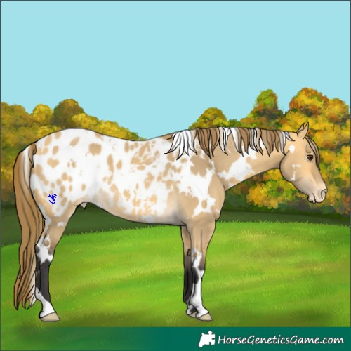 Horse Color:White Spotted Buckskin Dun Appaloosa 