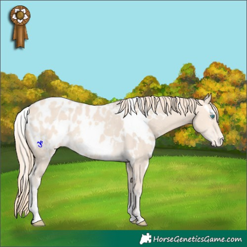 Horse Color:White Spotted Perlino Appaloosa 