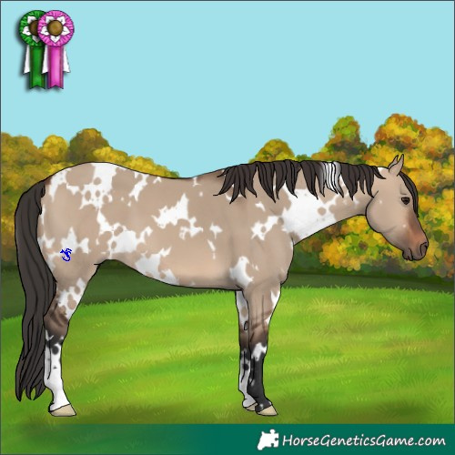 Horse Color:White Spotted Brown Dun 
