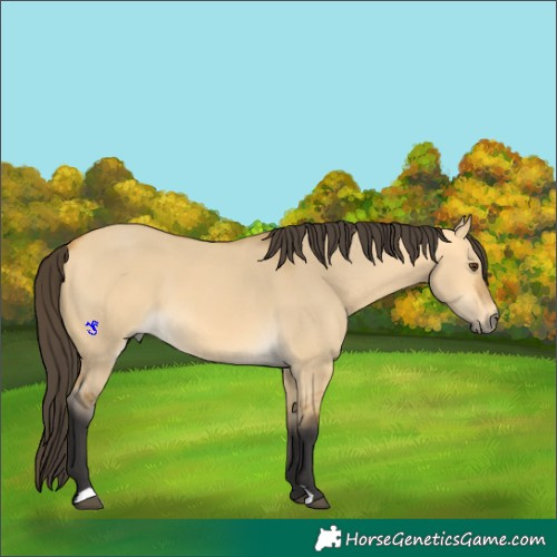 Horse Color:Buckskin Dun 